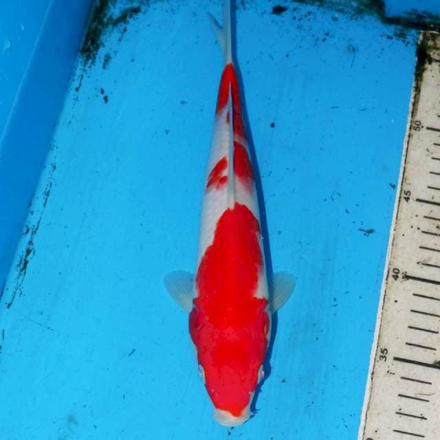 MERAH PUTIH KOHAKU
