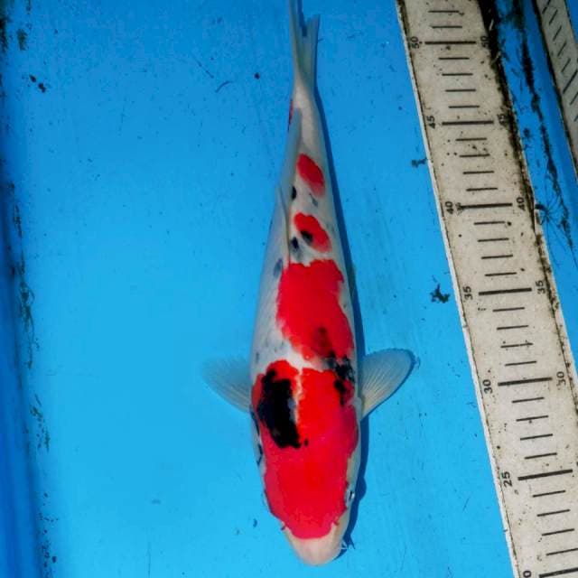 30cm SANSHOKU