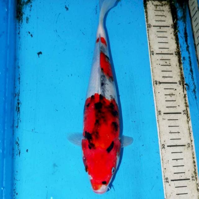 31cm KINDAI SHOWA
