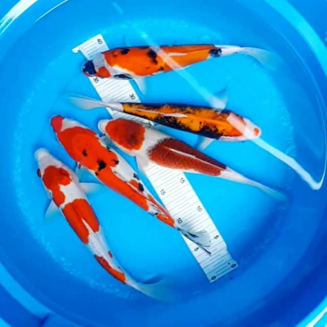 mix asik 30cm