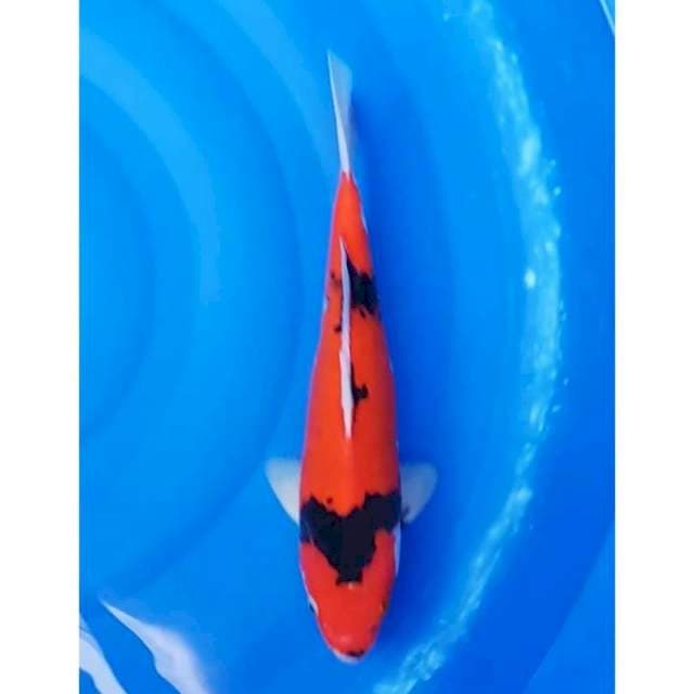 Hi Showa Halus 34cm (F)
