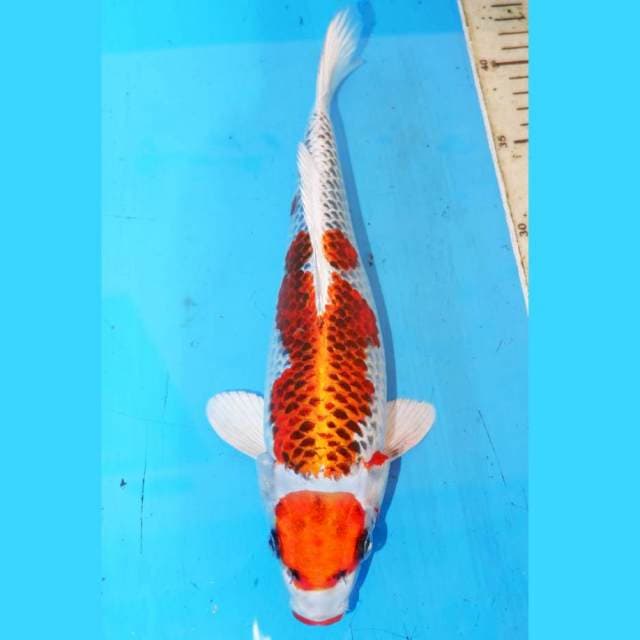 25CM KOUKUJAKU