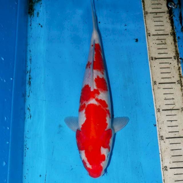 31CM KOHAKU HQ