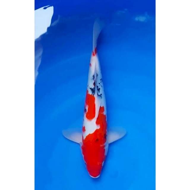 Strong Sanke Ori No Cutting 34cm (F)
