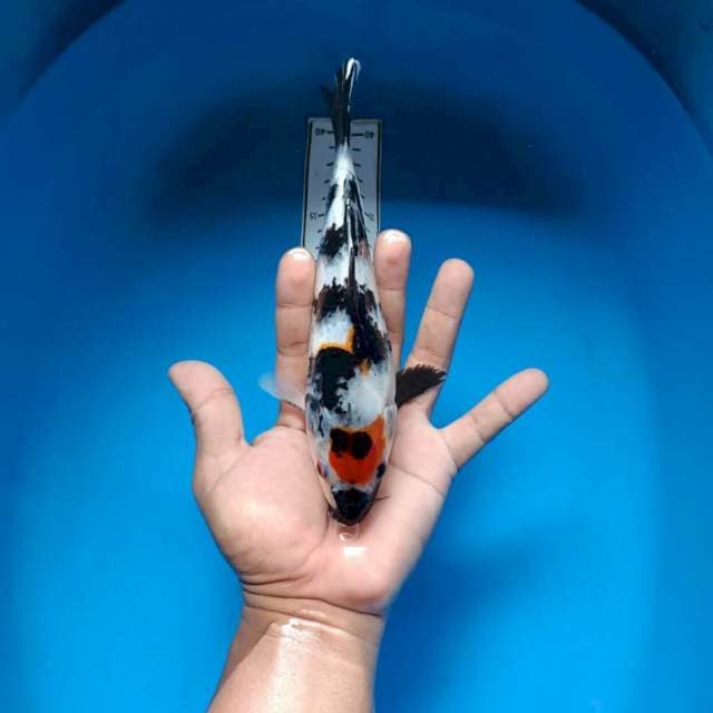 Showa