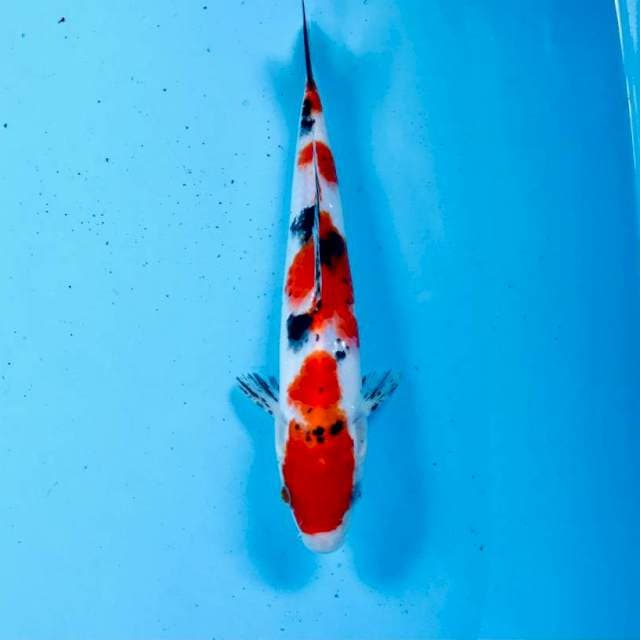 Sanke, 24 cm