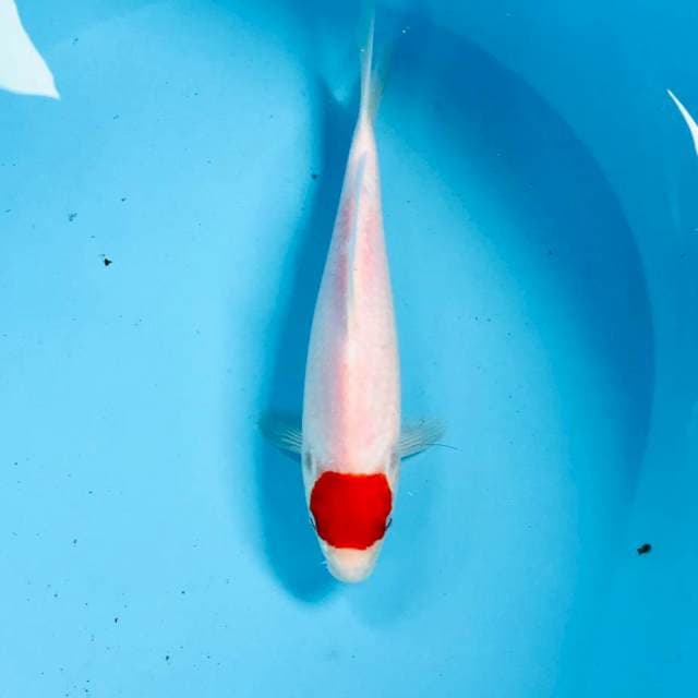Tancho Kohaku, 25 cm