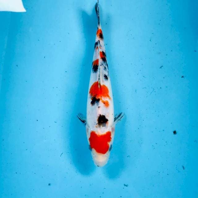 Sanke, 25 cm