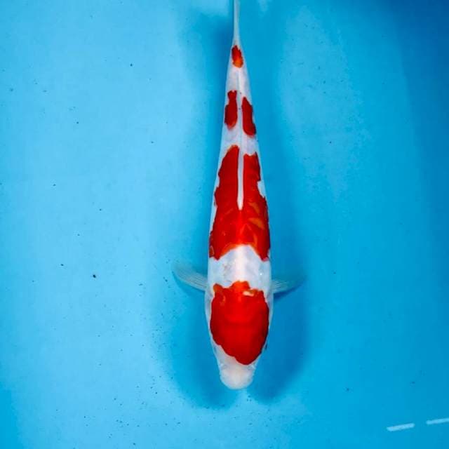 Kohaku sisik naga, 28 cm