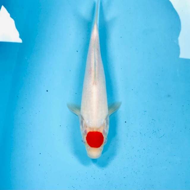 Tancho kohaku, 25 cm