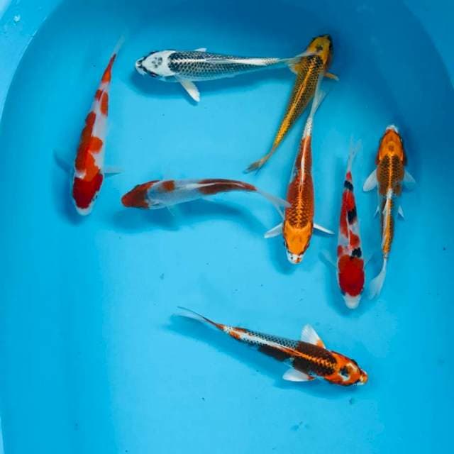 Mix 15-20 cm