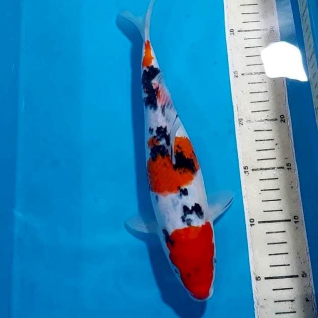 SANKE 31 CM