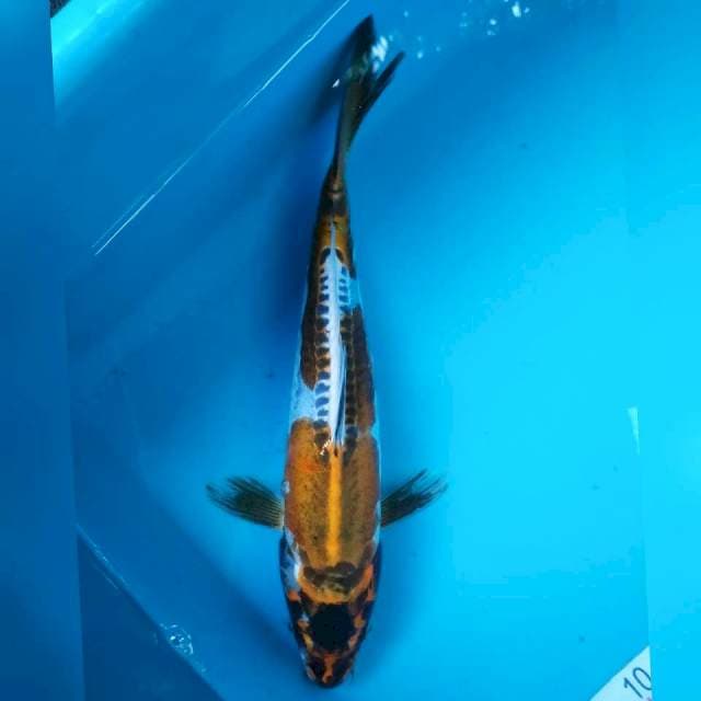 Kiko Jantan 29cm