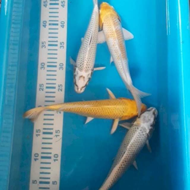 4 ekor 25-28 cm