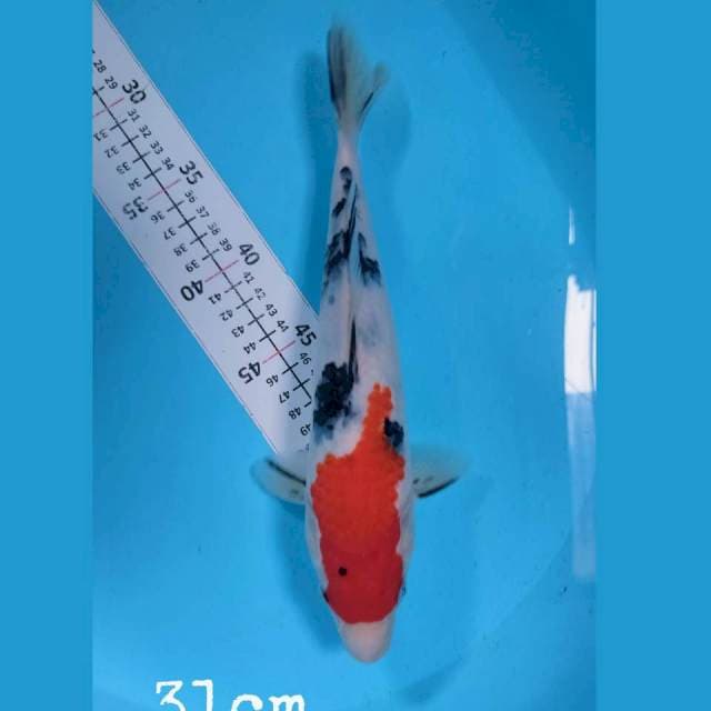 sanke 31cm