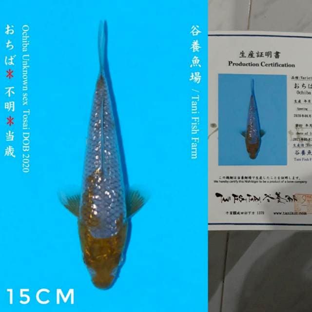 Tani Ochiba Ginrin 15cm certi