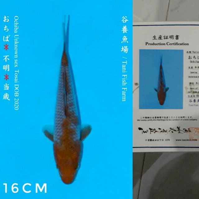 Tani Ochiba 16cm Certi
