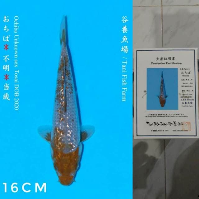 Tani Ochiba Ginrin 16cm Certi