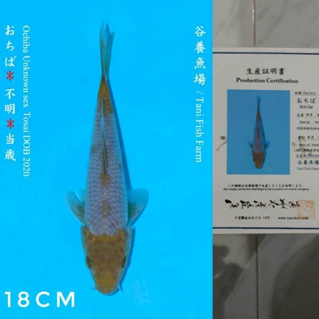 Tani Ochiba 16cm Certi
