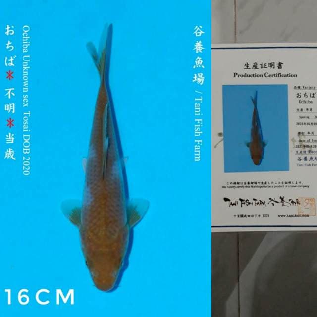 Tani ochiba 16cm Certi