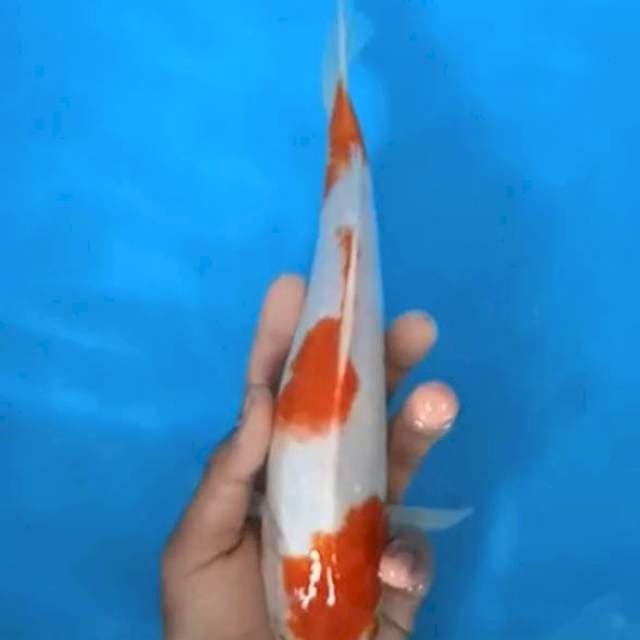 kohaku jantan