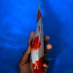 kohaku jantan