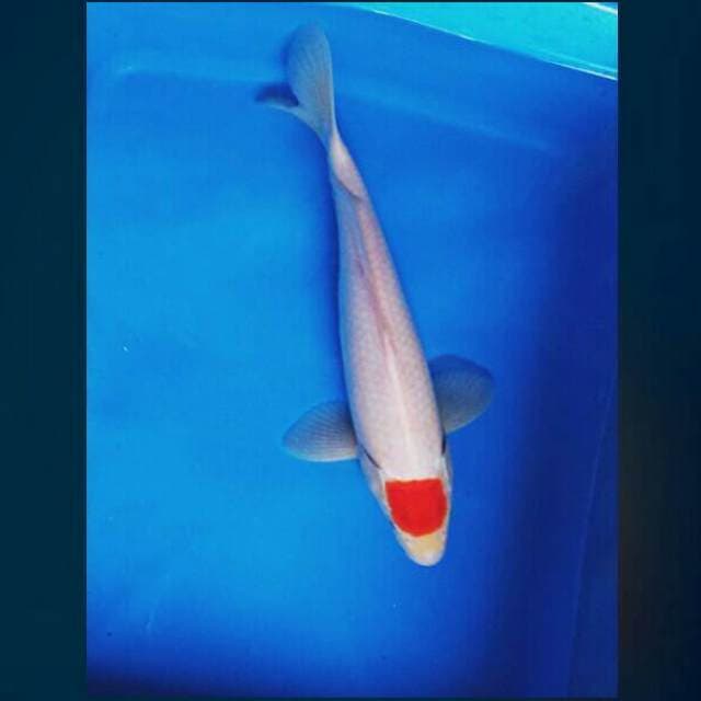 Tancho ori 29cm male