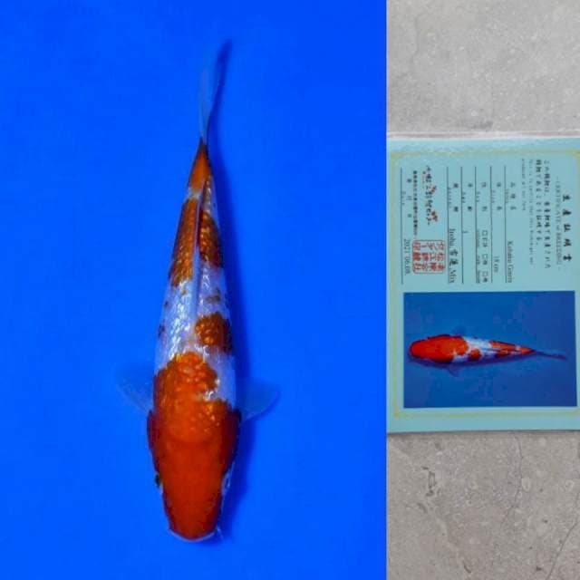Matsue Ginrin 20cm Certi