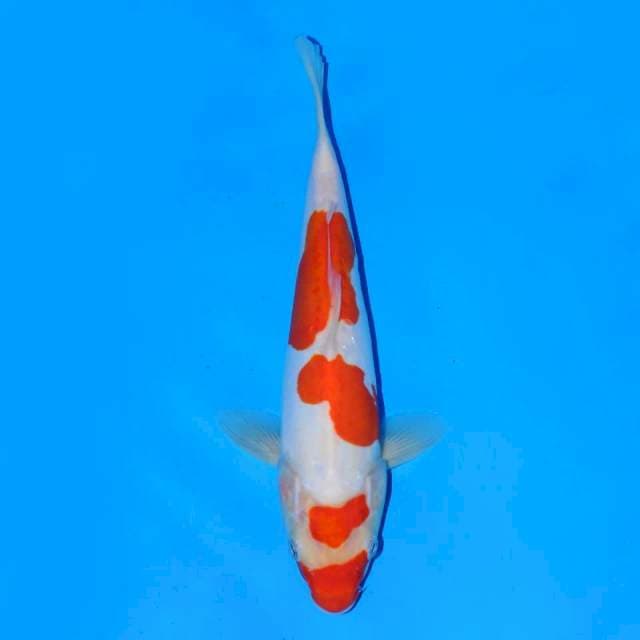 Kohaku Doitsu 24 cm