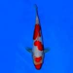 Kohaku Doitsu 24 cm
