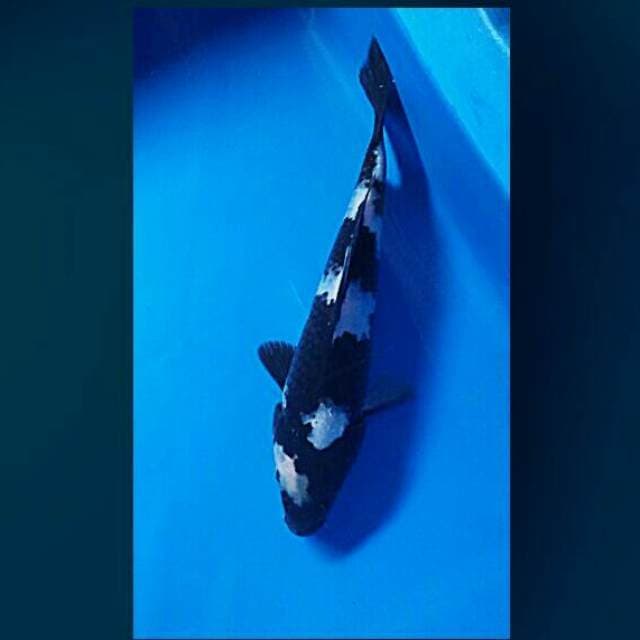 Shiro jet black 24cm
