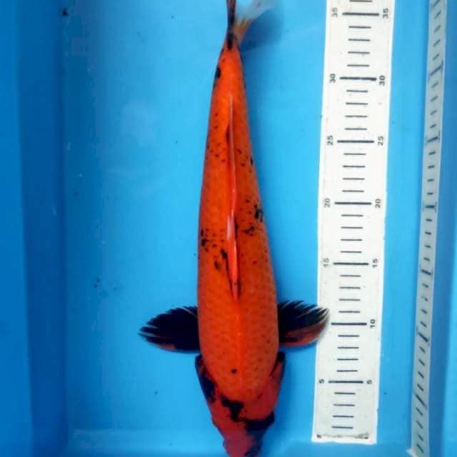 Hi utsuri, 39cm female