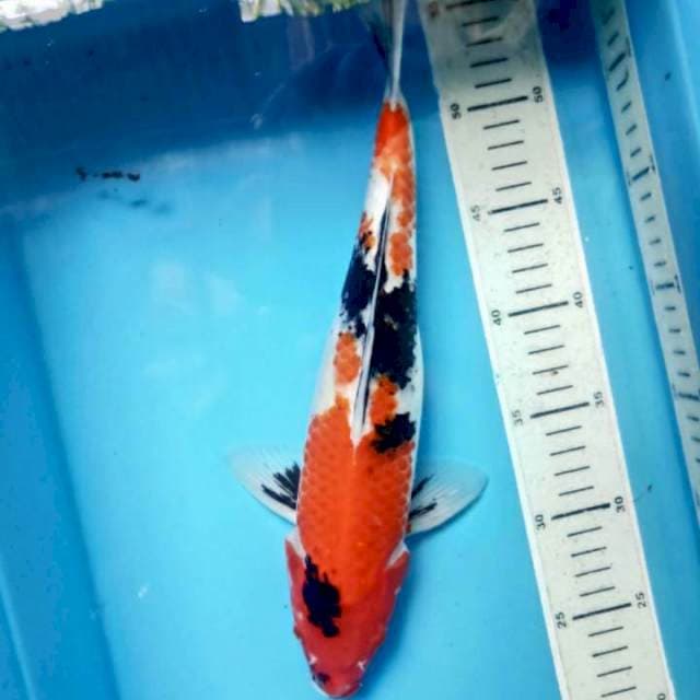 Showa, 33cm male
