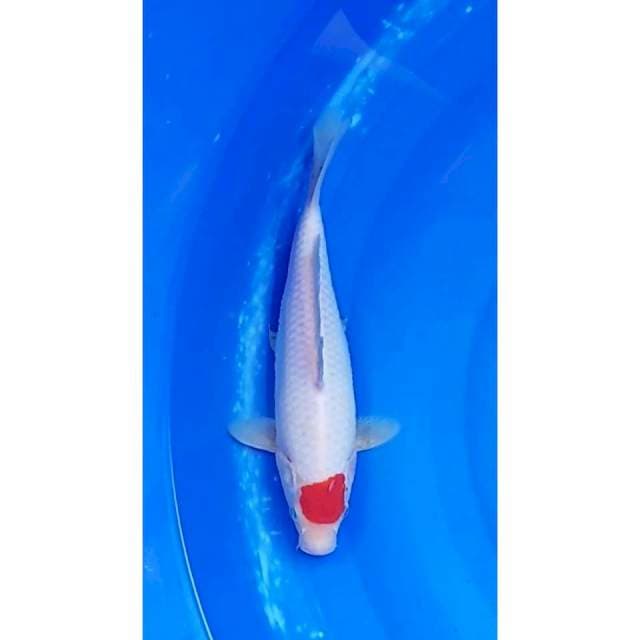 Original Tancho Kohaku 29cm (F)