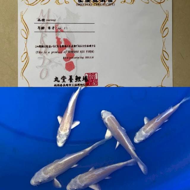 1 PLATINUM MARUDO 