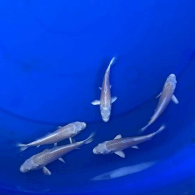 1 PLATINUM MARUDO 
