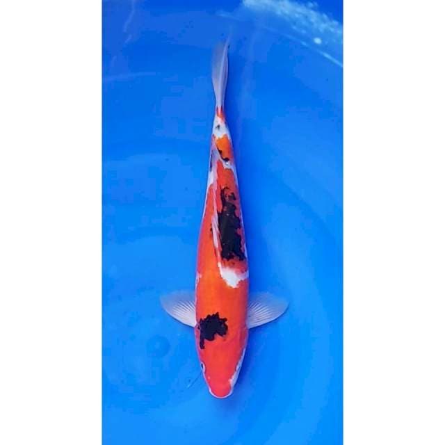 Sanke Strong 34cm (F)