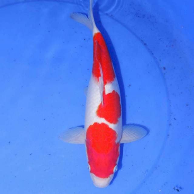 KOHAKU