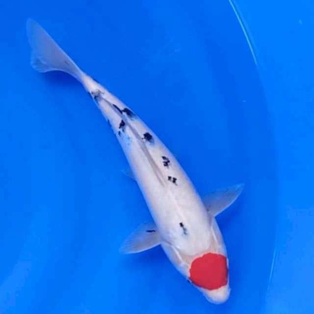 Tanco sanke, 31cm