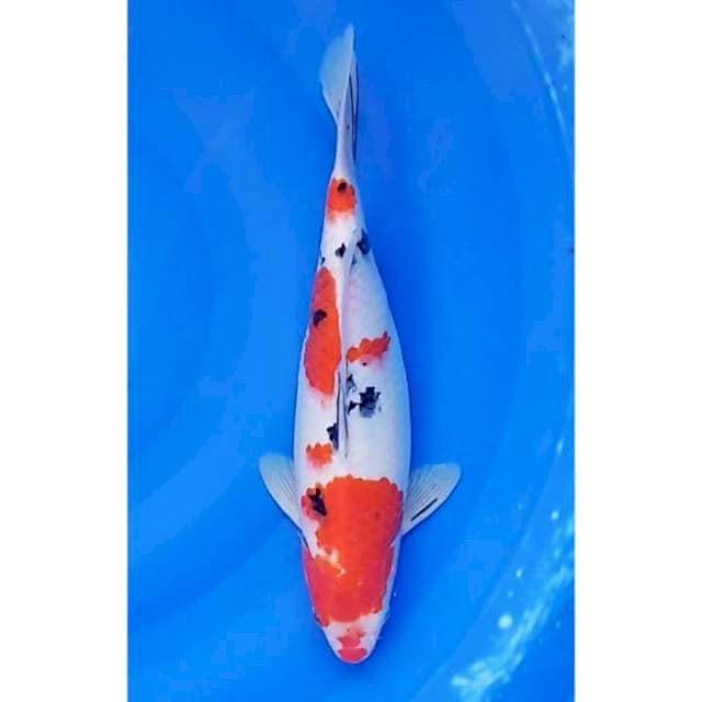 3Step Sanke Original 34cm (F)