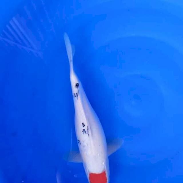 Tanco sanke, 31cm