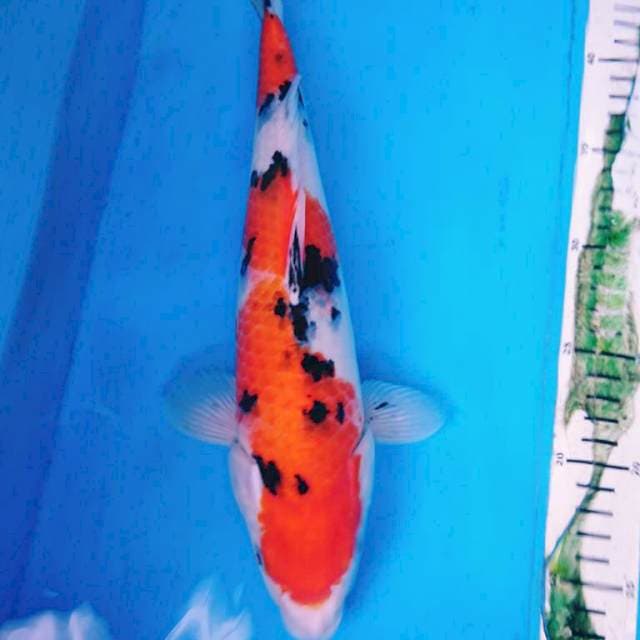 SANKE 33 CM