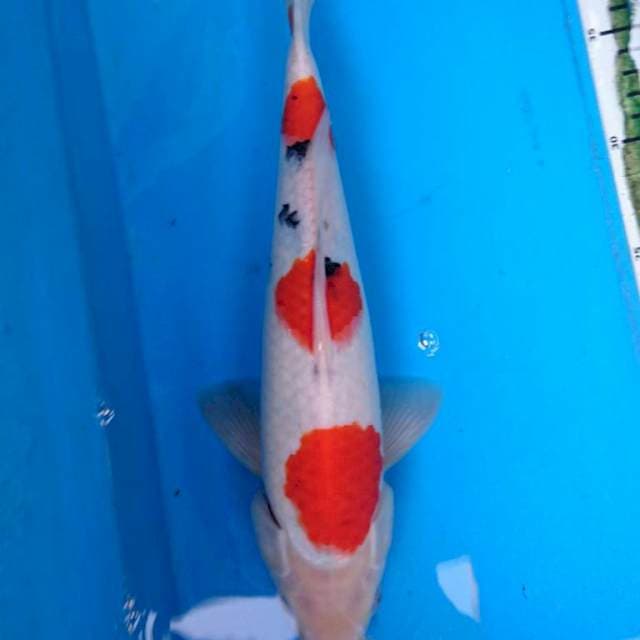 SANKE 32 CM