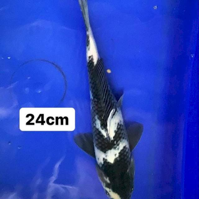 Shiro 24cm
