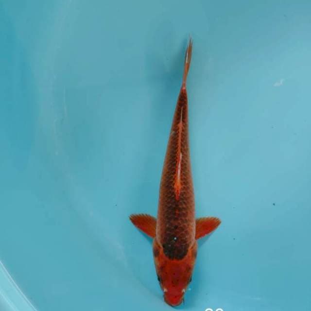 Akamatsuba 28cm