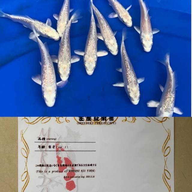 GINRIN PLATINUM MARUDO 1ek