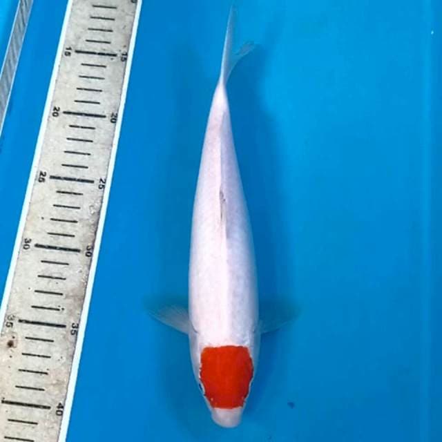 Tancho kohaku, 27 cm