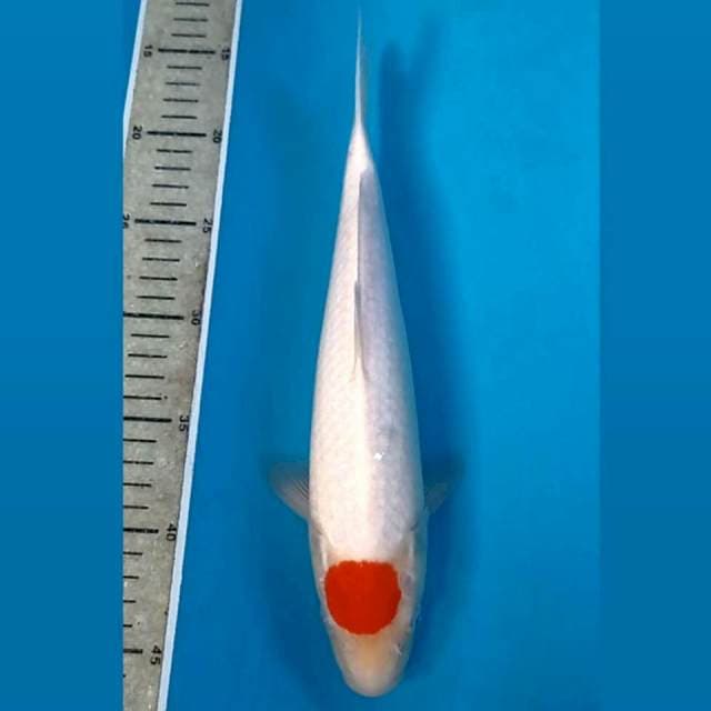 Tancho kohaku (M), 31 cm