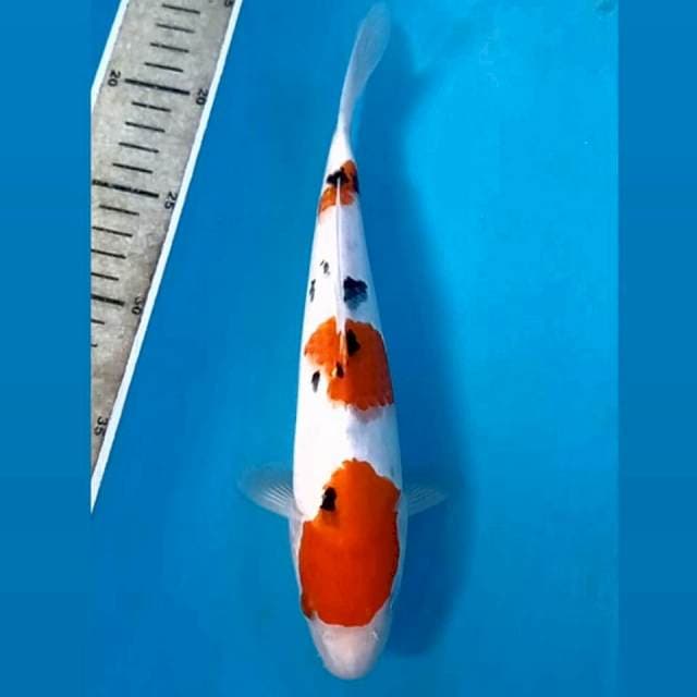 Sanke, 26 cm