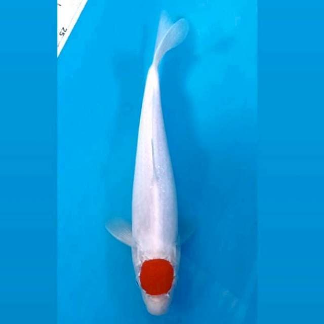 Tancho kohaku (M), 23 cm